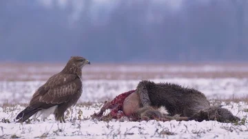 Common buzzard (Buteo buteo) eating dead roe deer in snow 動画素材 85754333
