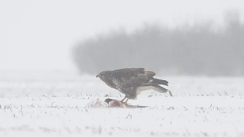 Common buzzard (buteo buteo) eating meat during a winter snow storm. Stock Footage 96364284