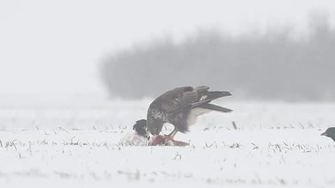 Common buzzard (buteo buteo) eating meat during a winter snow storm. Stock Footage 96364285