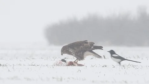 Common buzzard (buteo buteo) eating meat during a winter snow storm. Stock Footage 96364287