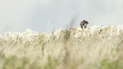 A common buzzard (Buteo buteo) eating on a drystone wall in the British Countrys Stock Footage 252217867