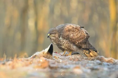 Common buzzard Buteo buteo, eats fox Vulpes vulpes in a snowy forest frost wi Stock Photos