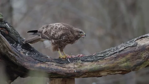 Common Buzzard (Buteo buteo) Feeding Video stock 261198437