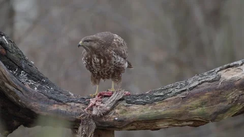 Common Buzzard (Buteo buteo) Feeding Stock Footage 261198660