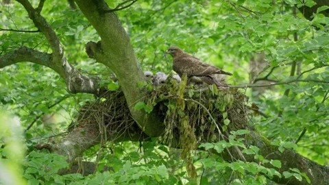 Common buzzard (Buteo buteo) feeding chicks in nest Video stock 268223577