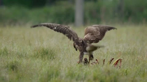 Common buzzard (Buteo buteo) feeding on a fallen deer carcass 動画素材 290119432