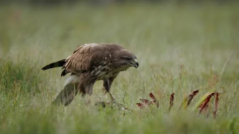 Common buzzard (Buteo buteo) feeding on a fallen deer carcass Video stock 290124888
