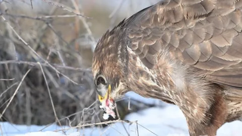 Common buzzard Buteo buteo feeding while standing on snow in the forest. Video stock 302210945