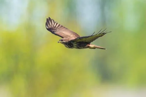 Common buzzard, Buteo Buteo, in flight above a green meadow Stock Photos