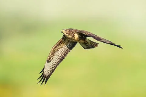 Common buzzard, Buteo Buteo, in flight above a green meadow Stock Photos