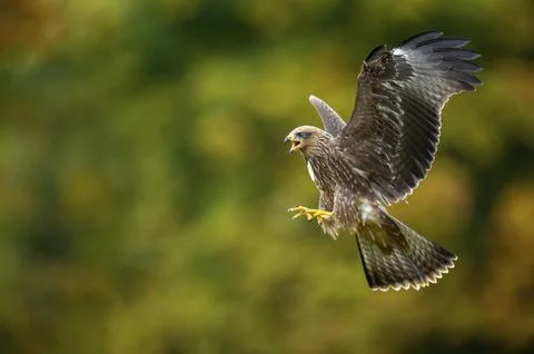 A common buzzard (Buteo buteo) in flight, Gerolstein, Rhineland-Palatinate, Stock Photos