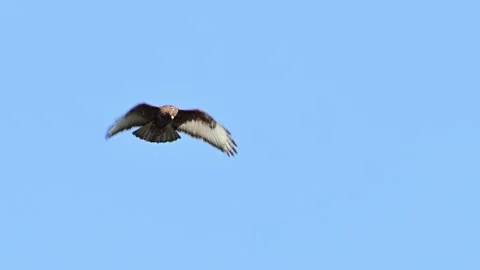 Common buzzard buteo buteo flying in the sky Stock-Footage 277686872