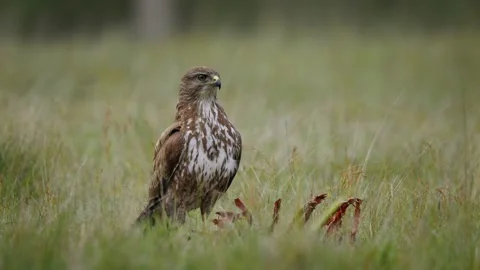 Common buzzard (Buteo buteo) flying from a deer carcass Stock Footage 290116634