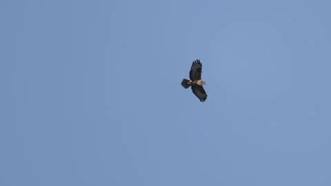 Common buzzard (buteo buteo) flying Stock Footage 335119039