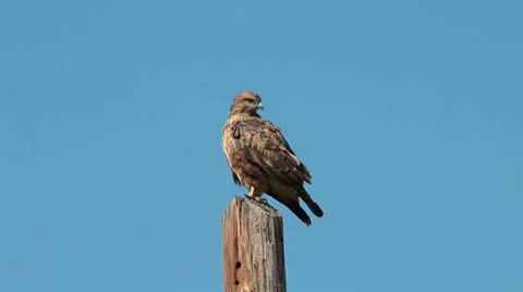 Common Buzzard, Buteo buteo Video stock 31827069