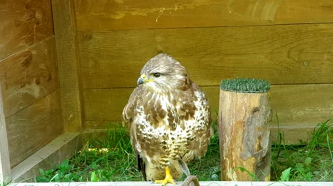 Common Buzzard (Buteo buteo) Stock Footage 39351415