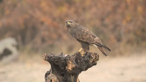 Common Buzzard buteo buteo Stock Footage 88794163