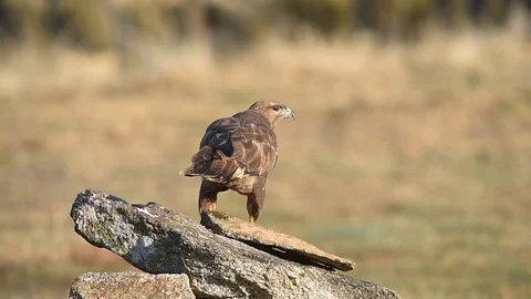 Common Buzzard buteo buteo Stock Footage 88795550