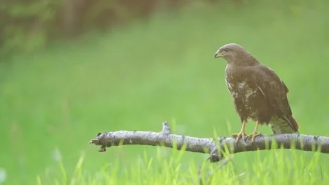 Common Buzzard (Buteo buteo) Stock Footage 282050290