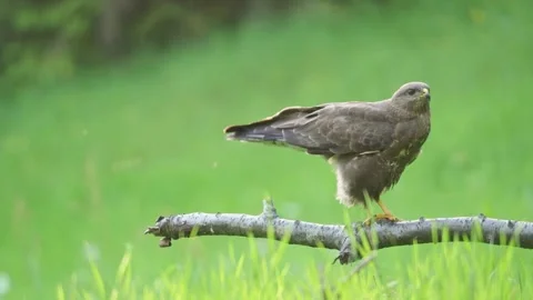 Common Buzzard (Buteo buteo) Stock Footage 282050833