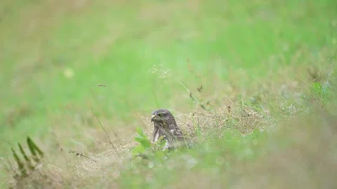 Common Buzzard (Buteo buteo) Stock Footage 282051305