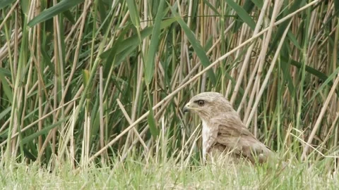 Common Buzzard (Buteo buteo) Stock Footage 282051835