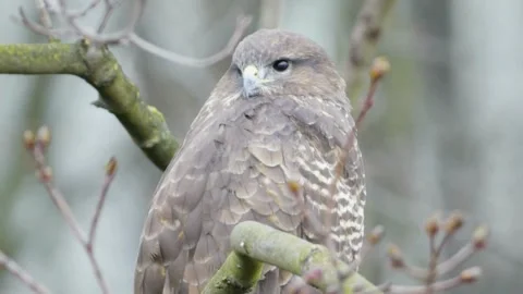 Common Buzzard (Buteo buteo) Stock Footage 282052454