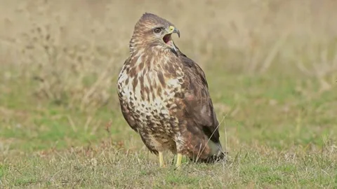 Common Buzzard (Buteo buteo) Stock Footage 282662599