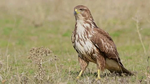 Common Buzzard (Buteo buteo) Stock Footage 282663218