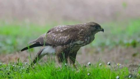 Common Buzzard (Buteo buteo) Stock Footage 282688446