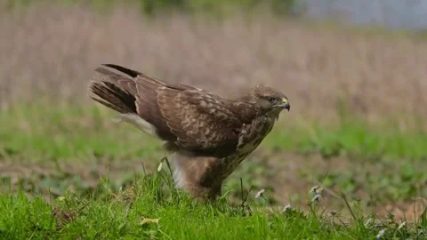 Common Buzzard (Buteo buteo) Stock Footage 282688651
