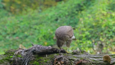 Common Buzzard (Buteo buteo) Stock Footage 282689063