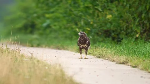 Common Buzzard (Buteo buteo) Foraging for Prey Along Rural Field Path at Su.. Stock Footage 329624984
