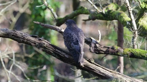 Common Buzzard, Buteo buteo in the forest at winter Stockbeeldmateriaal 266899748