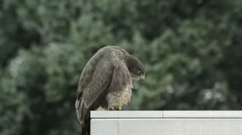 Common buzzard (Buteo buteo) grooming itself on roof Stock Footage 16730606