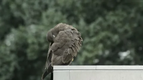 Common buzzard (Buteo buteo) grooming itself on roof Stock Footage 16730770