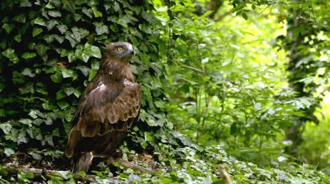 Common buzzard (Buteo buteo)  on the ground. Video stock 23195908