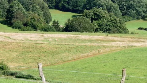 Common buzzard (buteo buteo) hovering over pasture, diving down, bird of prey Stock Footage 160137142