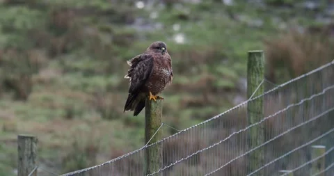 A Common Buzzard, Buteo buteo on Islay, Scotland, UK. Stock Footage 286371945