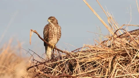 Common buzzard (Buteo buteo) perched on a branch Stock-Footage 146779394