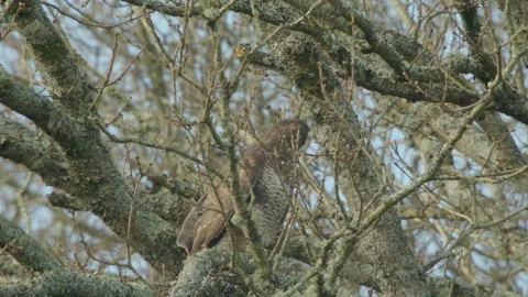 Common Buzzard (Buteo Buteo) Perched In Large Oak Tree Stock Footage 330748523