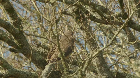 Common Buzzard (Buteo Buteo) Perched In Large Oak Tree Stock Footage 330749257