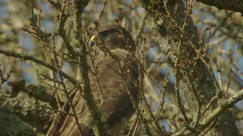 Common Buzzard (Buteo Buteo) Perched In Large Oak Tree Stock Footage 330749334