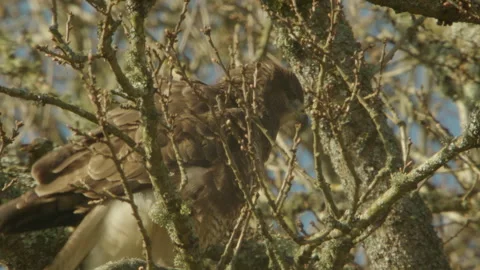 Common Buzzard (Buteo Buteo) Perched In Large Oak Tree Stock Footage 330749425