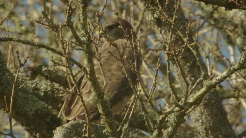 Common Buzzard (Buteo Buteo) Perched In large Oak tree Stock Footage 330749428