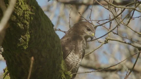 Common Buzzard (Buteo Buteo) Perched By Nesting Site. Close-Up Stock Footage 332549243