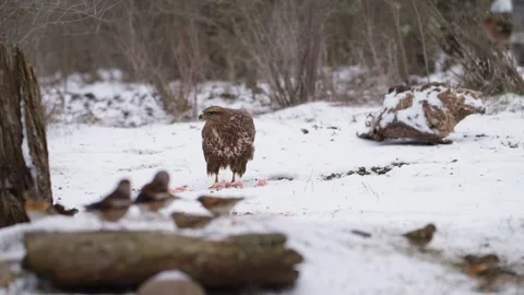 Common Buzzard (Buteo buteo) Perched in Snow Covered Forest, Winter Wildlife Slo Stock Footage 332679136
