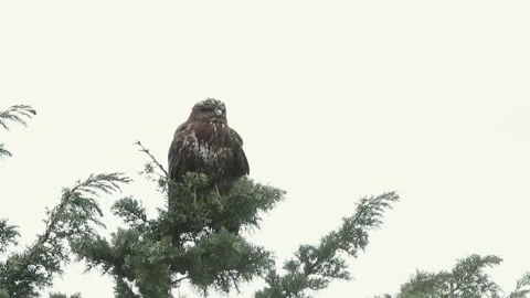 Common Buzzard (Buteo buteo) Perched on a Tree Branch Stock-Footage 332804257