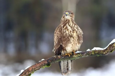 Common Buzzard. Buteo Buteo Stock Photos