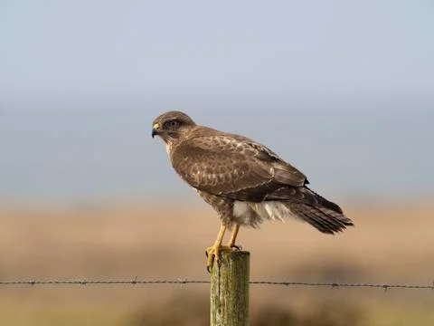Common buzzard, Buteo buteo Stock Photos